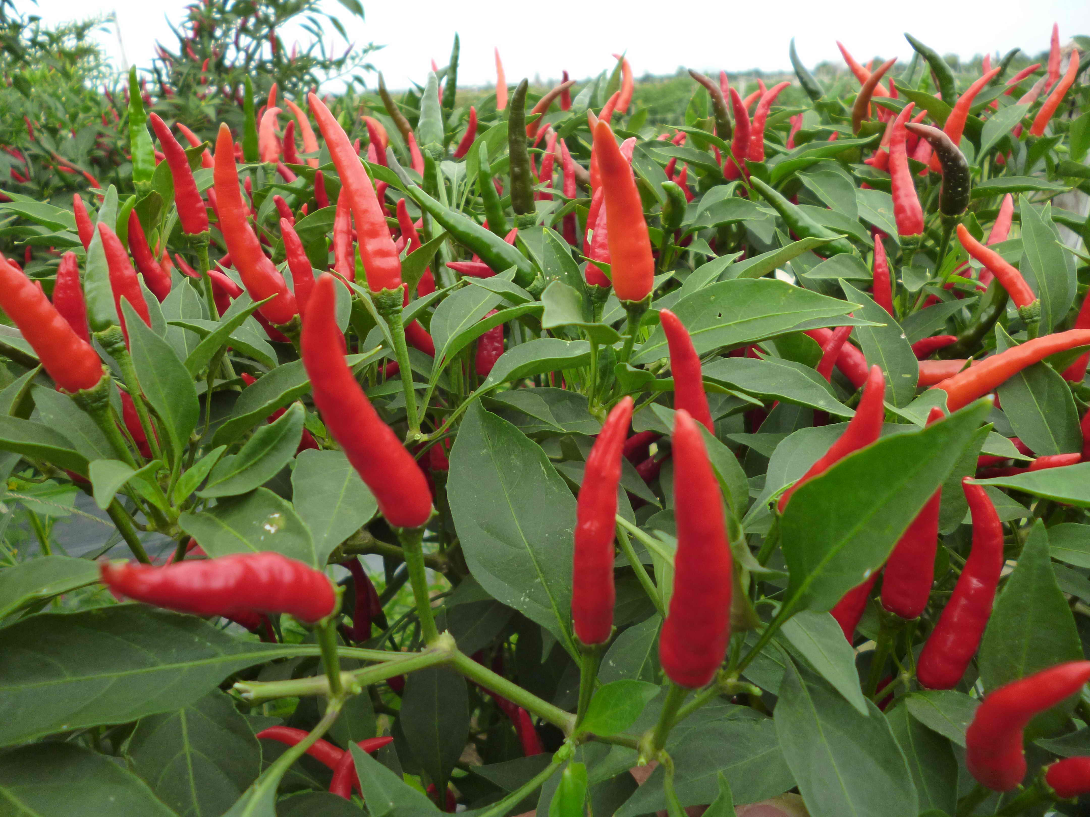 Hướng dẫn gieo trồng giống ớt hiếm lai F1 - Deli 686