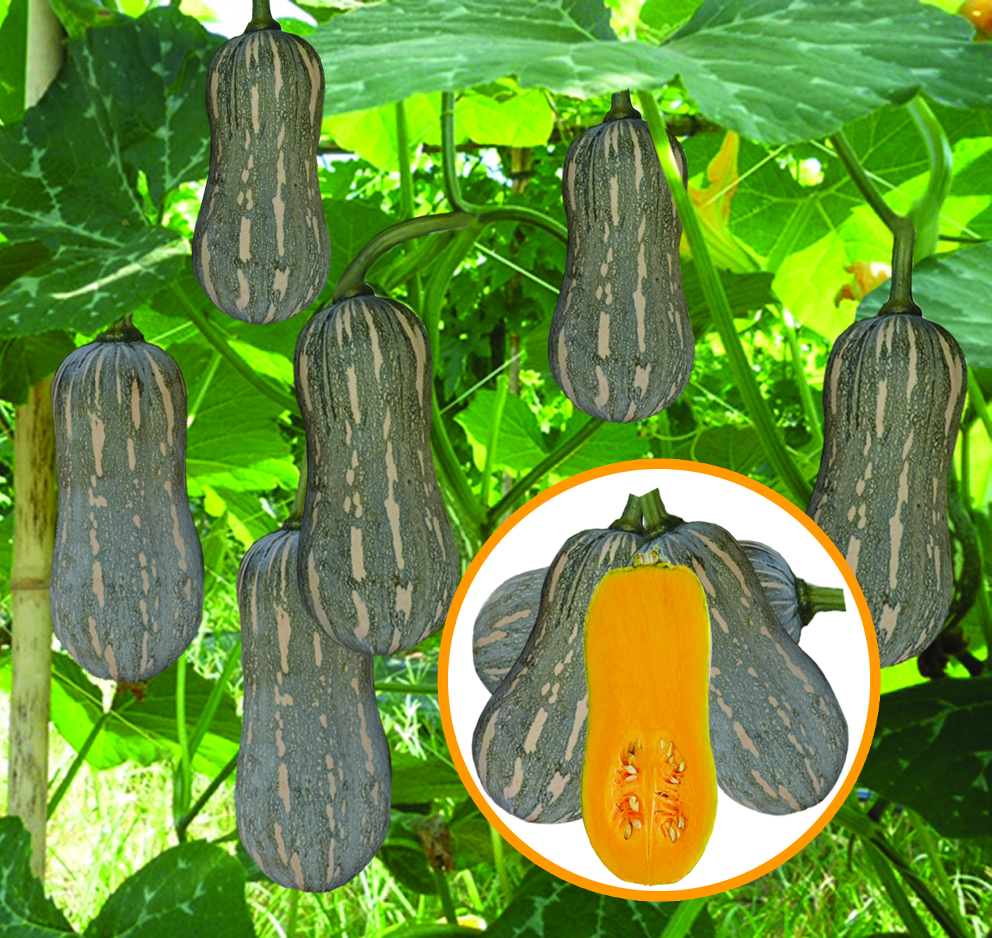 Hướng dẫn gieo trồng giống bí đỏ lai F1 - Super GoldStar 999