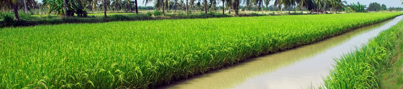 Hướng dẫn gieo trồng giống lúa thuần chất lượng Thơm RVT