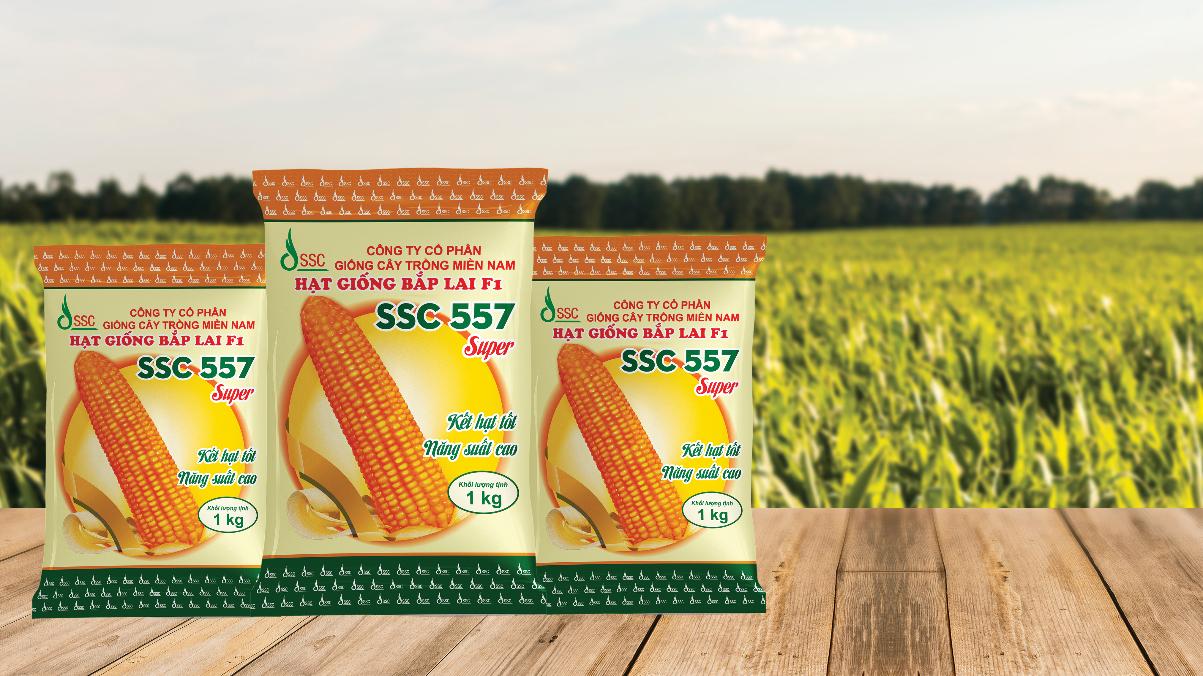 Kỹ thuật trồng ngô lai đơn SSC557