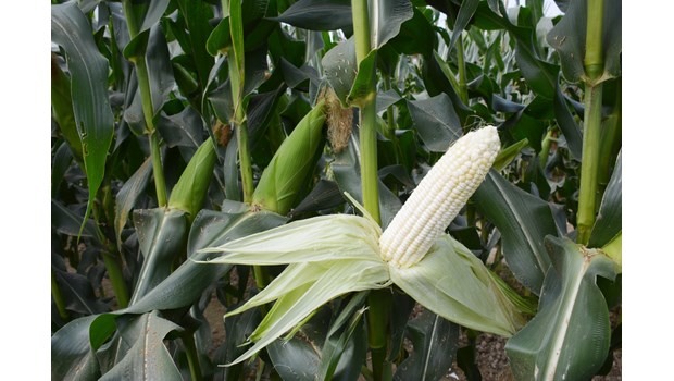 Hướng dẫn gieo trồng giống ngô nếp lai HN92