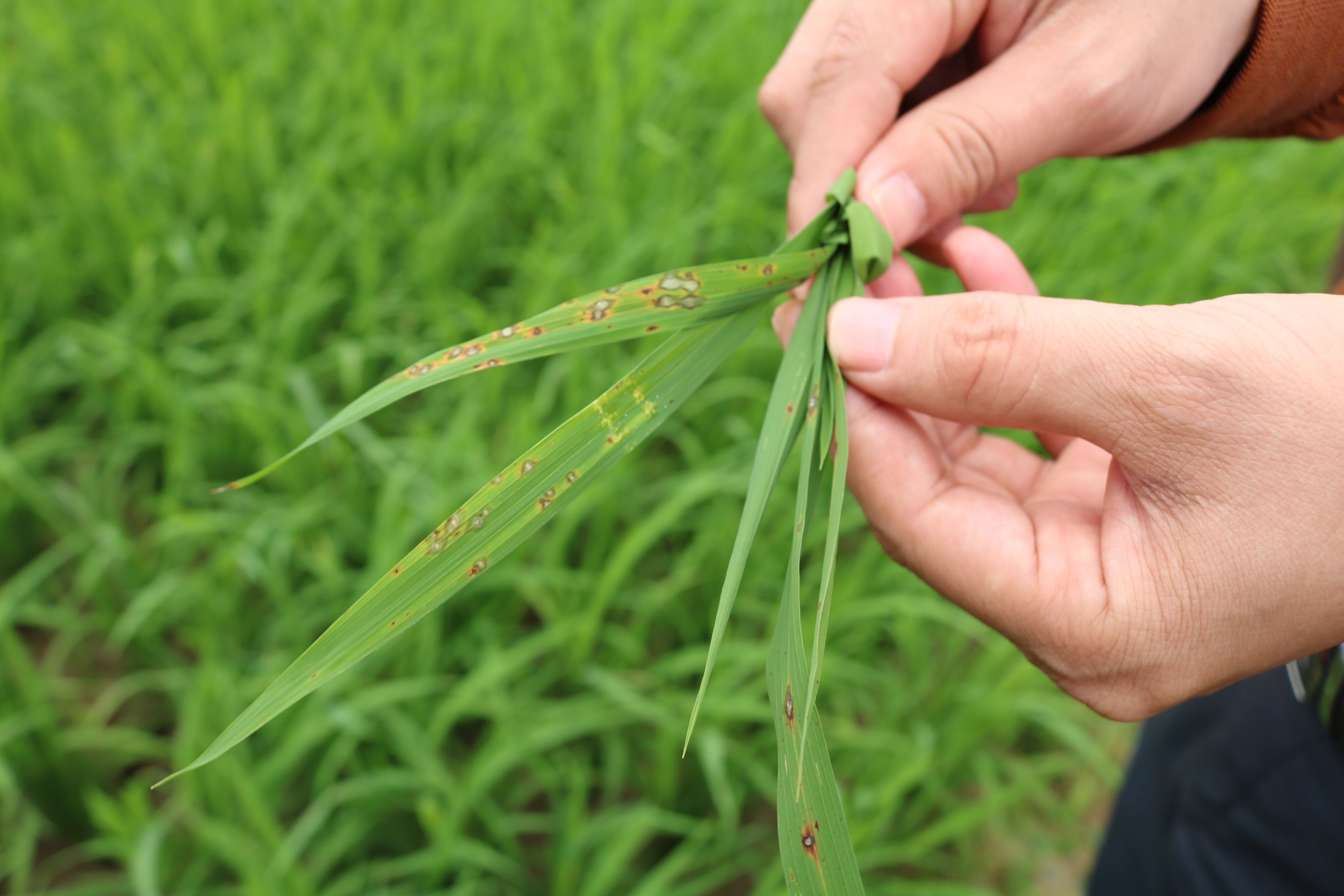 Hướng dẫn cách phòng trừ bệnh đạo ôn