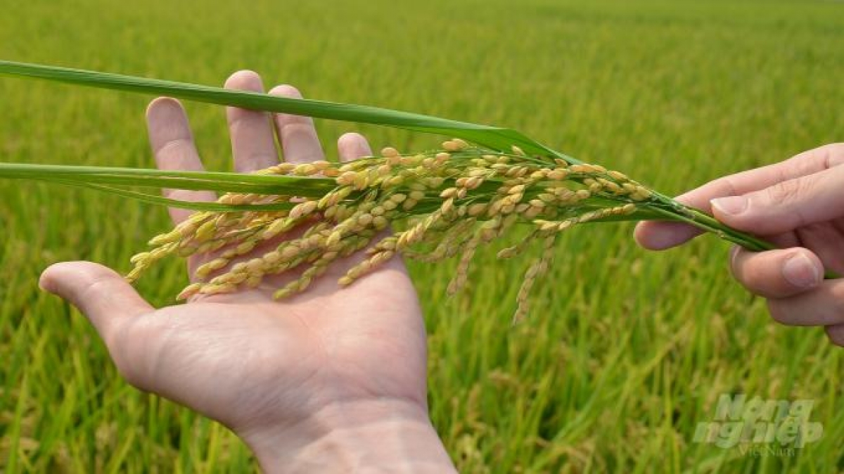 Hướng dẫn gieo trồng giống lúa chất lượng ĐS1