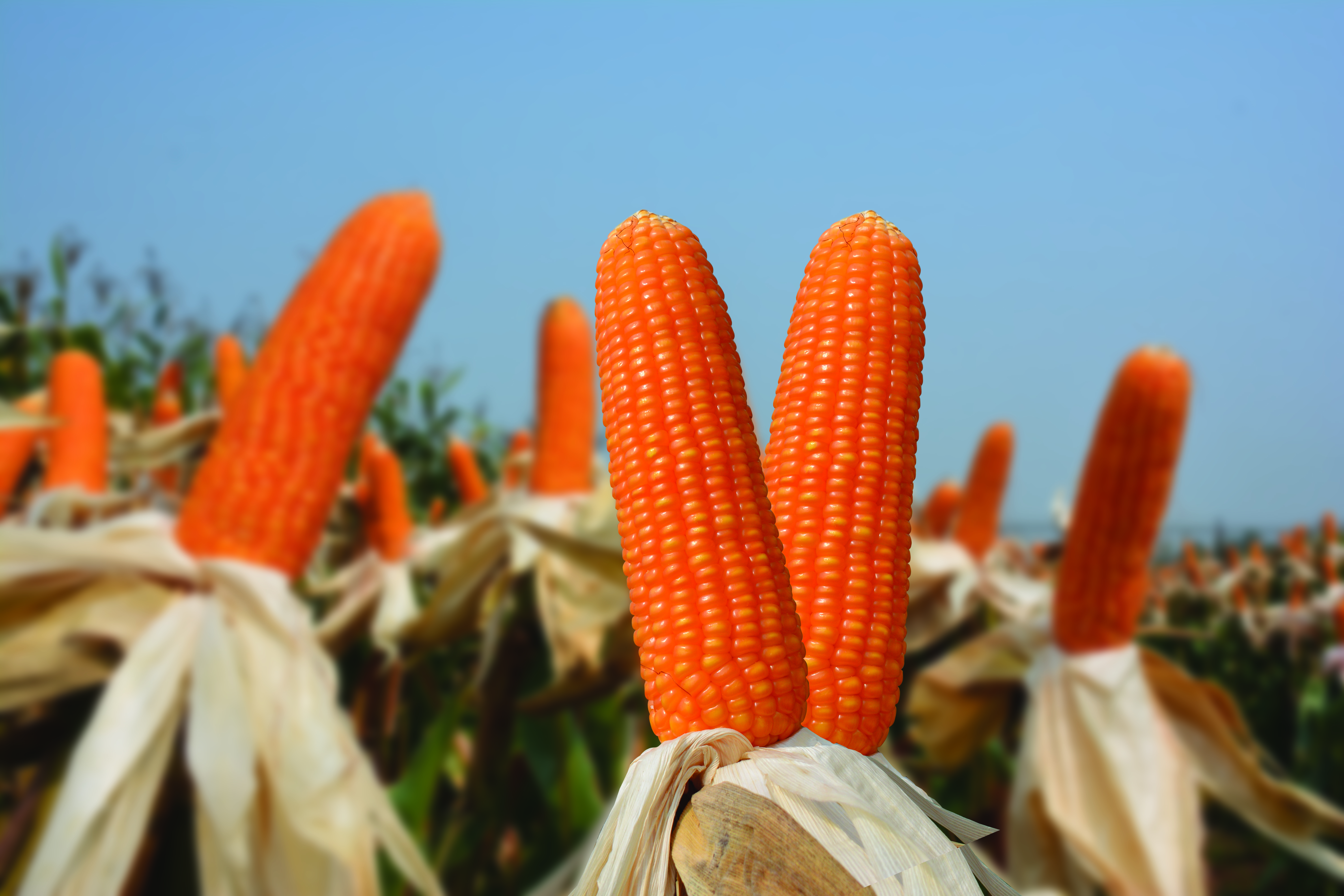 Kỹ thuật trồng ngô lai đơn SSC131 New