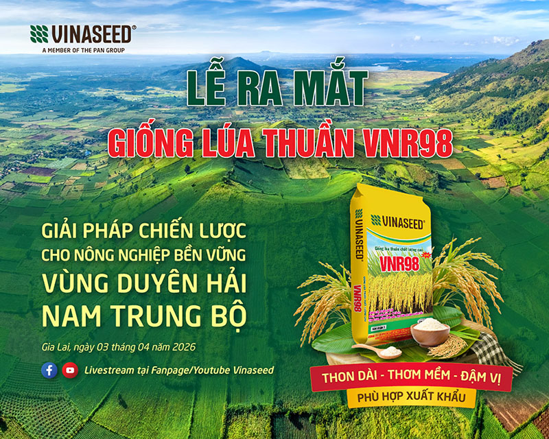 Sự kiện: Ra mắt sản phẩm giống lúa thuần chất lượng cao VNR98 tại Gia Lai (Bình Định cũ)